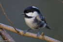 Coal Tit